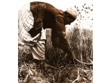 A man harvesting corn the traditional way, with a sickle. An early photograph.